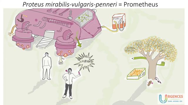 Urgences  - MicrobioLOLogie -  Proteus Mirabilis, Vulgaris, Penneri