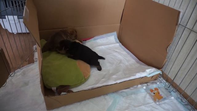 #22/Дерутся или играют?/Щенки норвич-терьер/Norwich terrier puppies смотреть онлайн