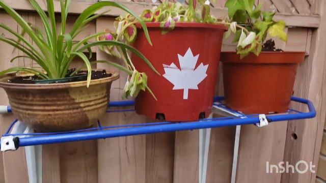 Adora the explorer plants in the backyard|short video|summer is finally here. смотреть онлайн