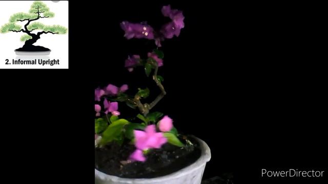 my #informal#upright style#bougainvillea bonsai смотреть онлайн