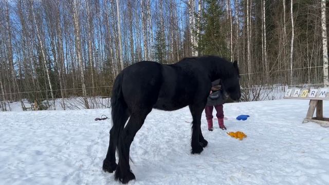 How horse recognize colours and play retrieve game. Восстанавливаем аппортировку и выбор цветов смотреть онлайн