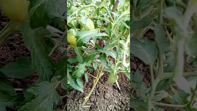 Мои наблюдения за помидорами (махровые цветы). смотреть онлайн