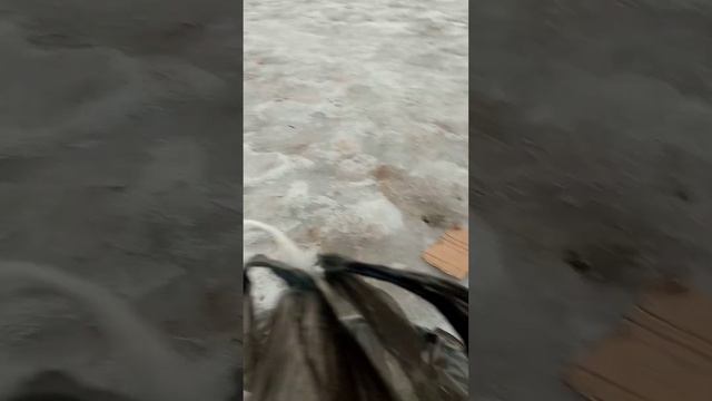 Кошки иногда бывают ,сильно боязливые. смотреть онлайн