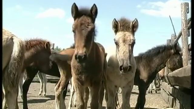 В Якутии будут бесплатно выделять по 50 гектаров земли на табунное коневодство смотреть онлайн