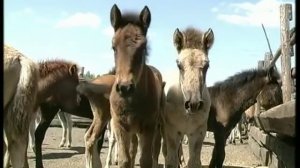 В Якутии будут бесплатно выделять по 50 гектаров земли на табунное коневодство