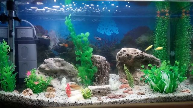 aquarium oasis смотреть онлайн