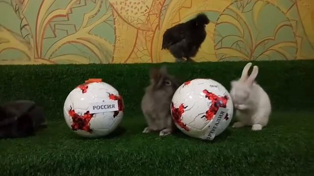 Пушистый футбол. Россия - Португалия. Кубок Фифа 2017 смотреть онлайн