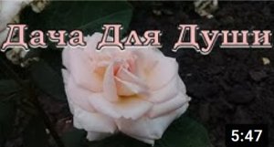 Уход за РОЗАМИ весной ПОШАГОВО?????