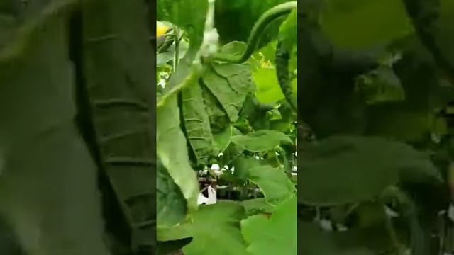 Огурец Китайский император F1 смотреть онлайн