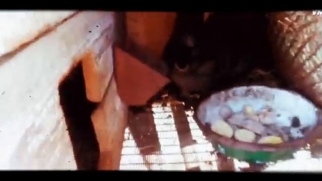 МОЖНО ЛИ ДАВАТЬ КРОЛИКАМ СЫПУЮ КАРТОШКУ смотреть онлайн