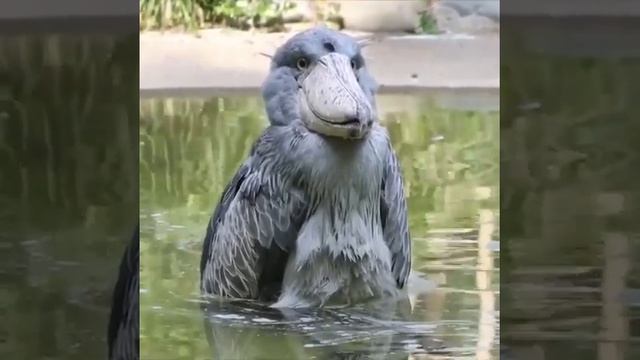 Китоглав — редкая и почти неизвестная птица смотреть онлайн