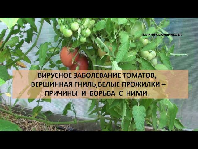 Вершинная гниль,белые прожилки,вирусное заболевание томатов - причины и борьба с ними. смотреть онлайн