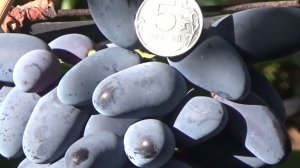 Дамские пальчики - самый популярный виноград