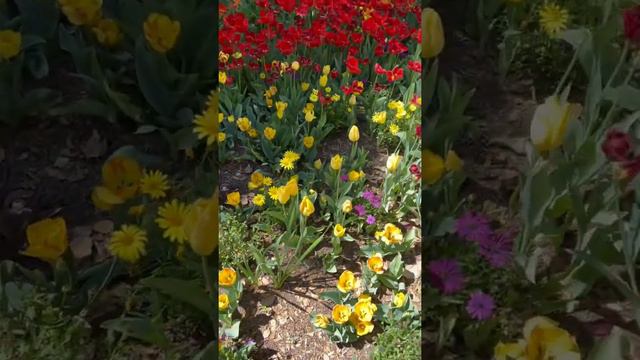 Spring at Descanso Gardens смотреть онлайн