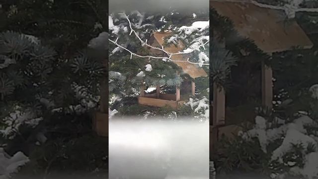 Крмушка на голубой ели