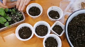 Пикируем пеларгонию /герань / посаженная из семян.