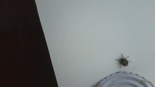 АмВон - американская вонючка :: the 'American Stinker' bee смотреть онлайн