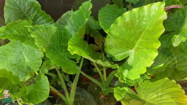 Alocasia California Odora, Elephant Ears - Cây Ráy Voi (Ráy Cánh )