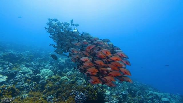 Aquarium 4K - The Endless Beauty of Jellyfish and Fish in the Ocean - Relaxation & Calming Music #3 смотреть онлайн