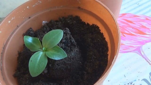 ЭУСТОМА--"ИРЛАНДСКАЯ РОЗА"//пересадка,уход,подкормки. смотреть онлайн