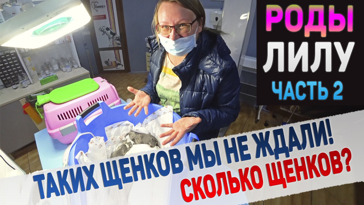 Щенки родились! Сколько мальчиков и девочек??? смотреть онлайн