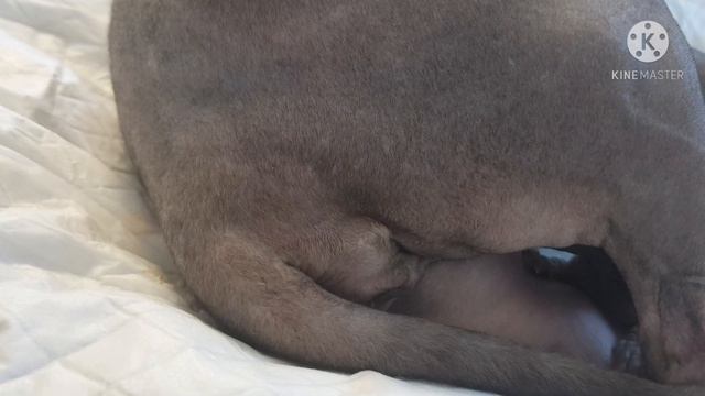 #роды#сфинкс#эльф#котята#Sphynx#У нас прибавление родились наши сладкие Ельфики.??? смотреть онлайн