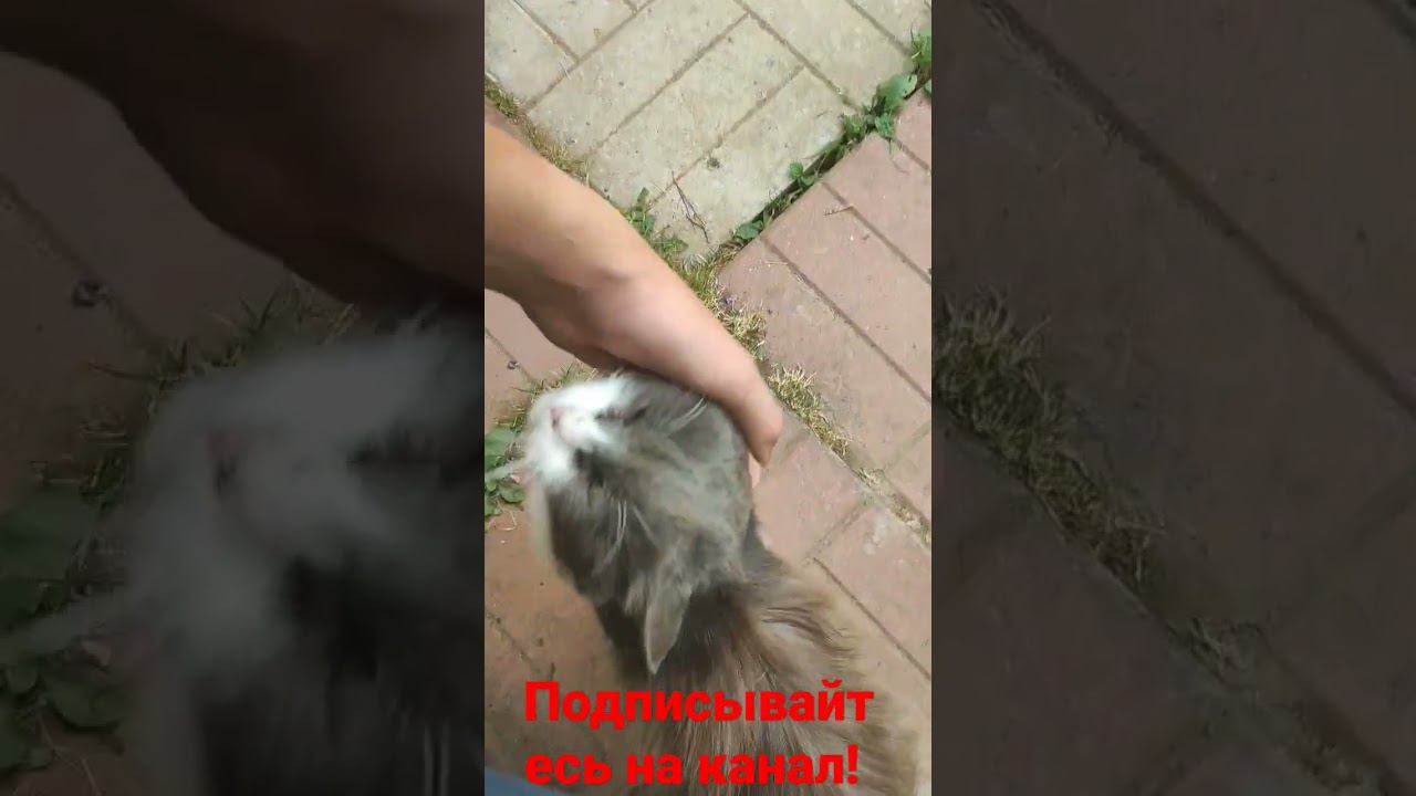 Прощание с Барсиком! смотреть онлайн