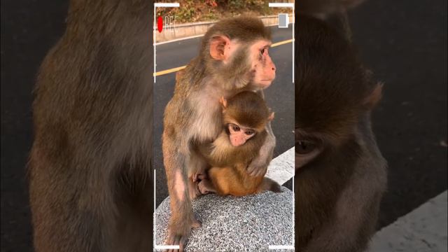 The Best Of Monkey Eating Videos - A Funny Monkeys Compilation Ep116