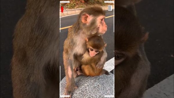 The Best of Monkey Eating Videos - A Funny Monkeys Compilation Ep116