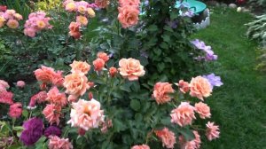 Роза Anne Henderson  Fryer  Великобритания  2004