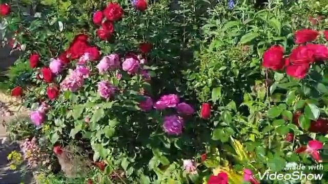 Неприхотливые розы-украшают и декорируют сад смотреть онлайн