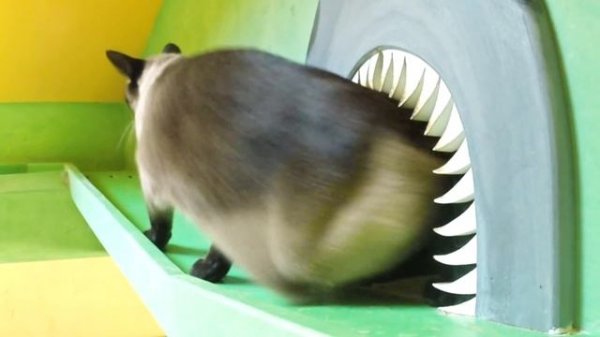 Man Turns His House Into Indoor Cat Playland and Our Hearts Explode