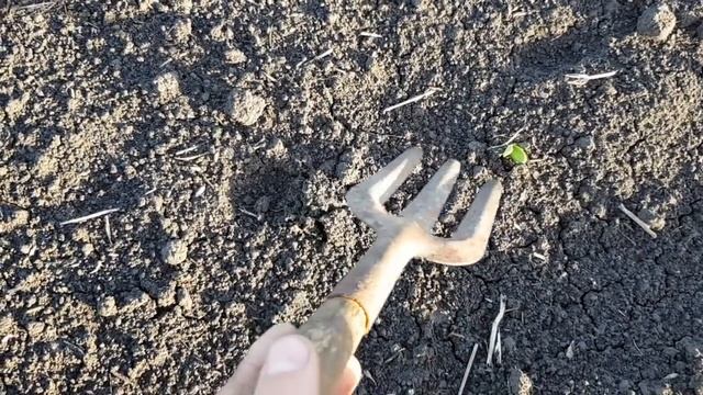 Всходы на 5-е сутки. Благоприятные условия для всходов подсолнуха. смотреть онлайн