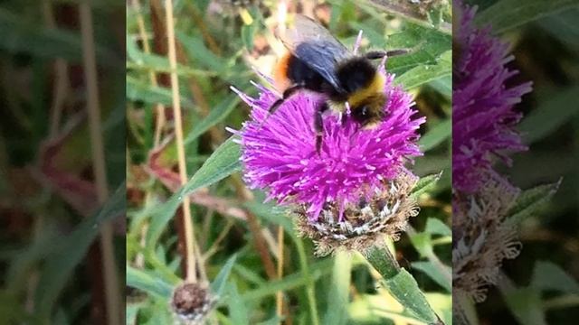 The Complete Beginner's Guide To Gardening смотреть онлайн