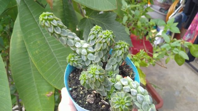 塔葉椒草 Peperomia Columella