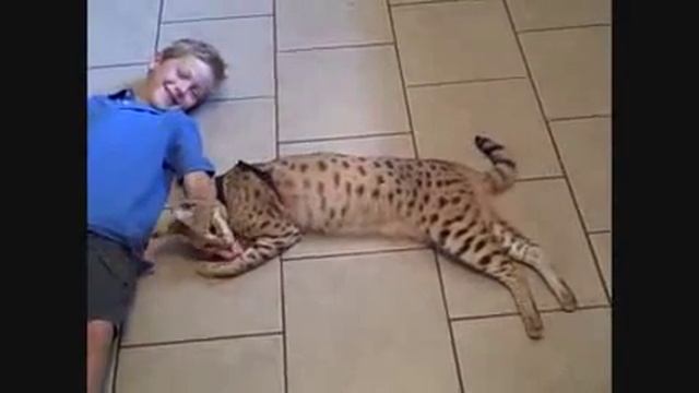 Кошка ашера с ребёнком Ashera cat смотреть онлайн