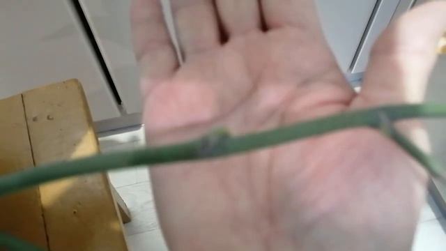 Фаленопсис Легато все ещё цветёт! 19.11.21г. смотреть онлайн