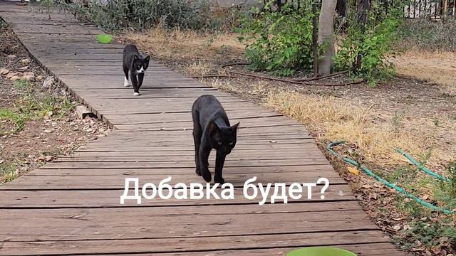 СПАСИБО тем, кто помогает нам. Каждый месяц 7-го числа ❤️ Часть наших котов, не все пришли на съёмк смотреть онлайн