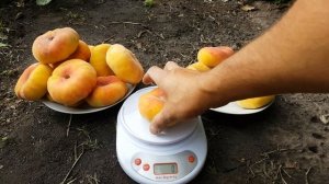 Персик Бельмондо / Урожай 2019