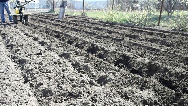 Planting Potatoes With Tiller / Walk Behind Tractor