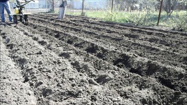 Planting Potatoes with Tiller / Walk behind Tractor
