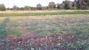 Скосить сено мотоблоком, ЛЕГКО!!! Сенокос мотоблоком. Сезон 2023