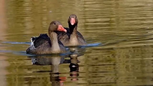 Прекрасная музыка, согревающая сердце и душу! Послушайте! Красивая музыка Сергей Чекалин смотреть онлайн