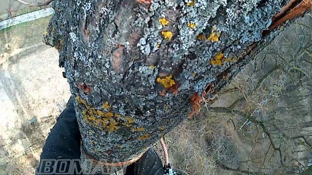 Режем большое дерево Cutting down a big tree смотреть онлайн