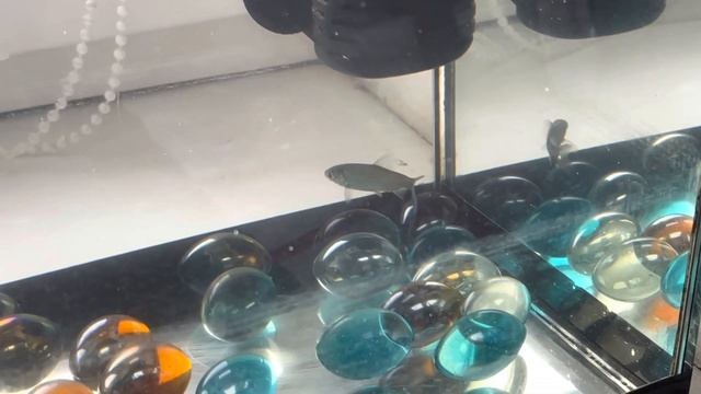 Серебряная рыбка. Жизнь речной рыбки в аквариуме. Кормушки для рыб смотреть онлайн