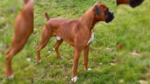 Немецкий Боксер. Плюсы и минусы, Цена, Как выбрать, Факты, Уход, История