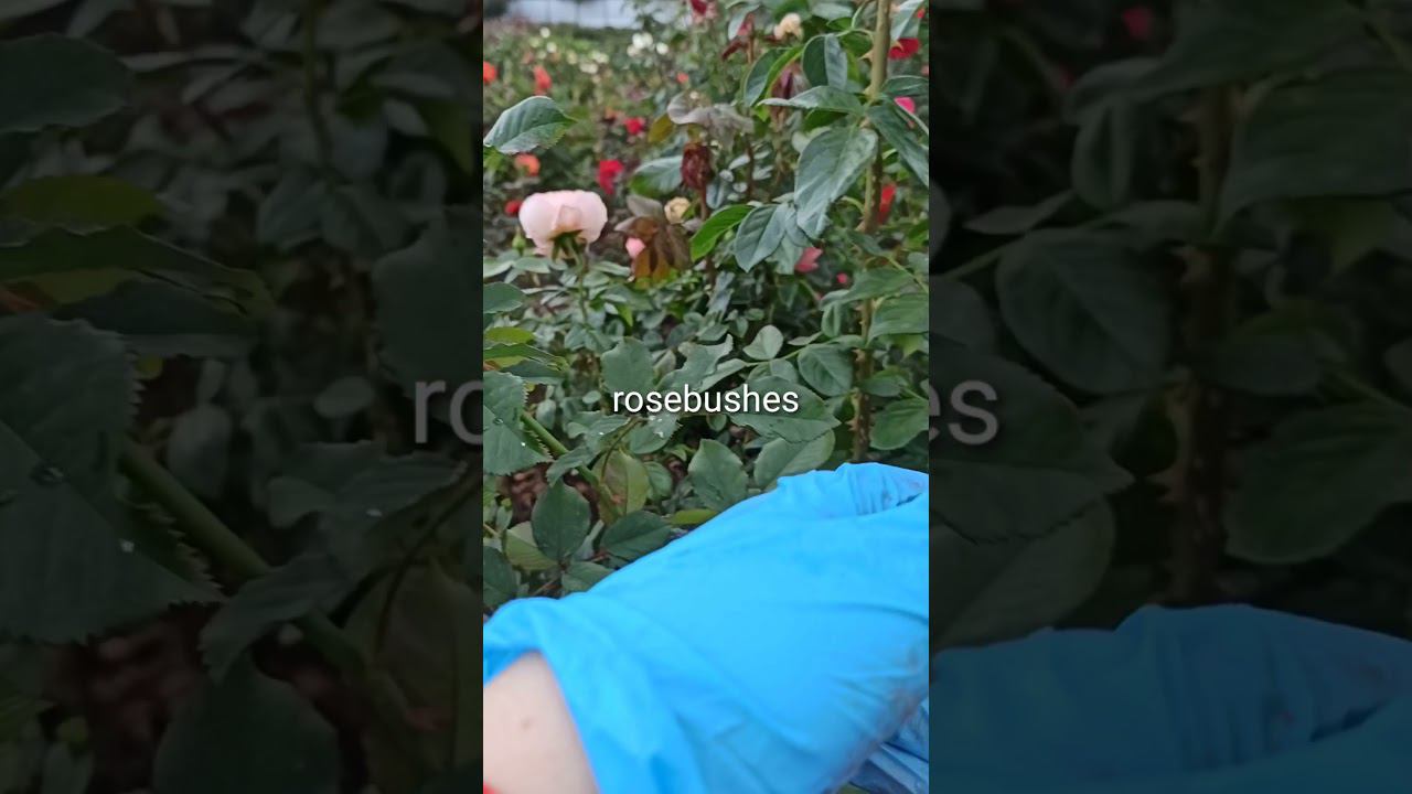 Ла Вилла Котта и Делия. https://rose-bushes.ru/ смотреть онлайн