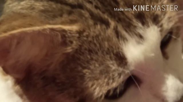 Предупреждение,есть громкие звуки смотреть онлайн