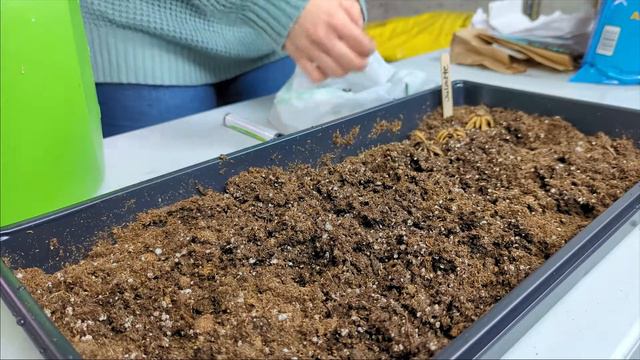 First Time Starting Ranunculus: Spring Zone 6a смотреть онлайн
