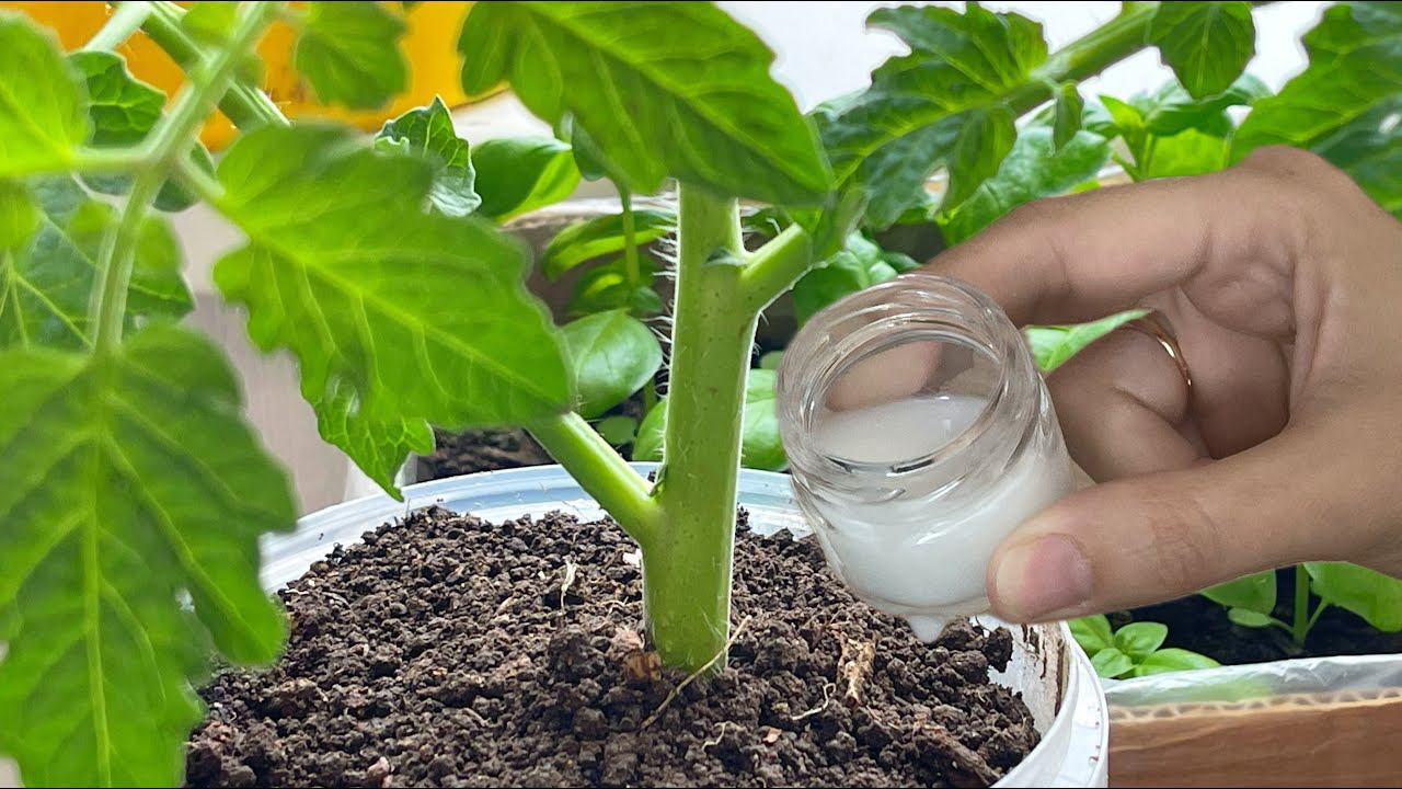 РАССАДУ не узнать от этой ДЕШЕВОЙ подкормки, крепкая, здоровая коренастая и ничем не болеет смотреть онлайн